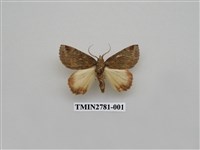 藏品(尺蛾351)的圖片